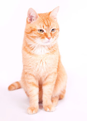 Naklejka premium Red cat sitting on a white background