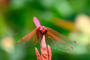 The red dragonfly holds on top of tree