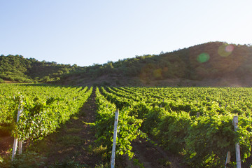 Fototapeta na wymiar Vineyard