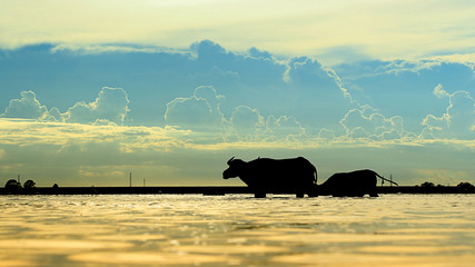 Silhouette of buffalo in the water of during sunset background with clouded 