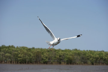 Flying seagulls over mud foreshore area