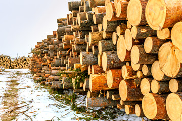 logs closeup, pine logs, russian winter