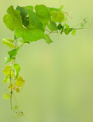 fond de feuilles de vigne 