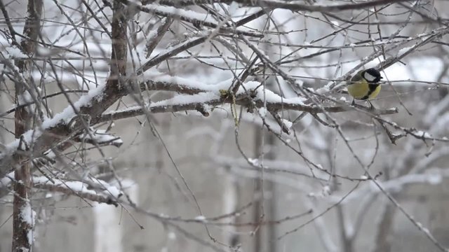 Birds cavort on the eyelids in snowfall