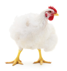 white hen isolated.