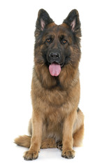 adult german shepherd