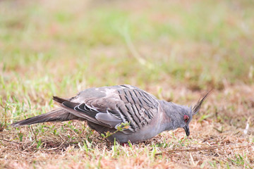 Spitzschopftaube (Ocyphaps lophotes)