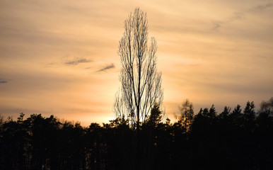 Silhouette of poplar tree