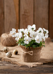 Obraz na płótnie Canvas Little white pansies in flower pot on rustic wooden table. Easter decoration. (Viola)