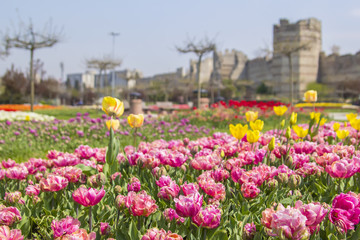 background landscape view of beautiful pink double tulips in the background of the fortress Yedikule in Istanbul, Turkey