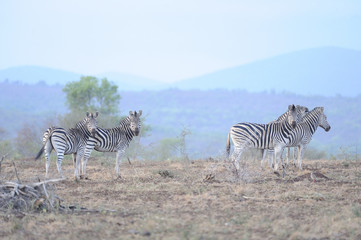 Fototapeta na wymiar Zebras (Equus burchelli) pose against an african skyline, Zululand, South Africa.zimanga