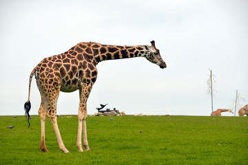 giraffe strolling in the grass