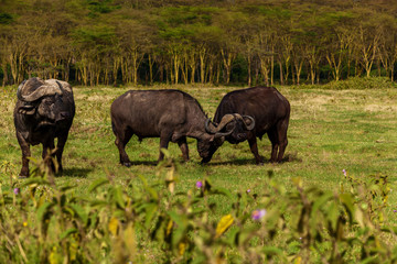 Fototapeta premium Group of buffalos in Africa Maasai Mara National Park, Kenya, a