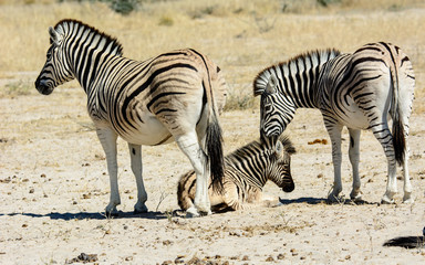 Fototapeta na wymiar Zebra family in Etosha