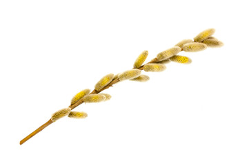 Branches of a young willow on a white background.