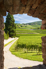 Vigna, Filari e Uva, Abbazia di Novacella