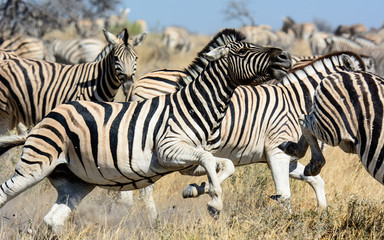 Fototapeta na wymiar Zebra on the move