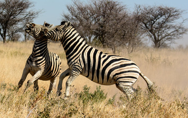 Fototapeta na wymiar Two Zebra stallions having an altercation
