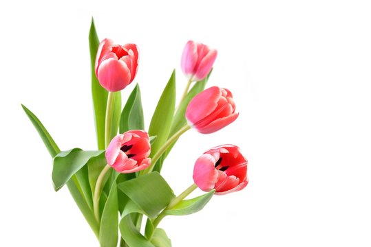 Tulips  on the white background.