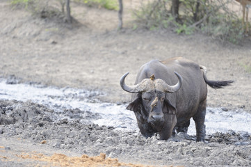 Fototapeta premium Buffalo at Waterhole during Drought. Imfolosi, South Africa.