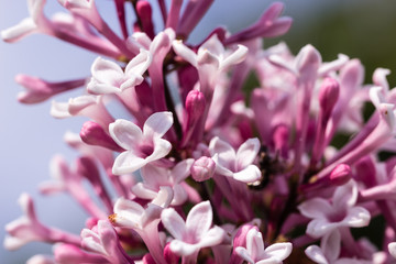 pink flowers - Syringa microphylla Superba - Zwergflieder