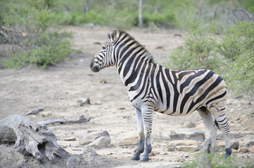 Fototapeta na wymiar Burchell's Zebra (Equus burchelli). Stallion cautiously approaches waterhole