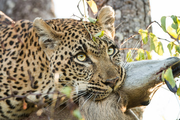 Leopard with a Duiker kill