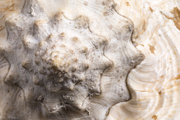 Beautiful sea shell