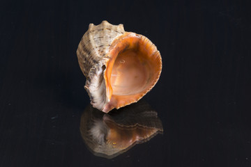 Beautiful sea shell on the mirror wooden table