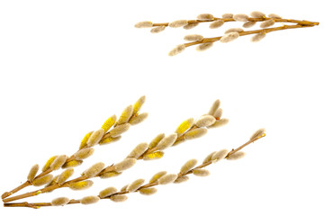 Branches of a young willow on a white background.