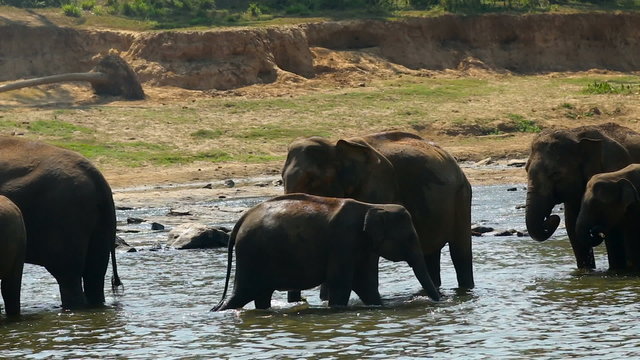 a herd of wild elephants
