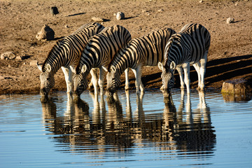 Fototapeta na wymiar Drinking Zebras and their reflections at a waterhile