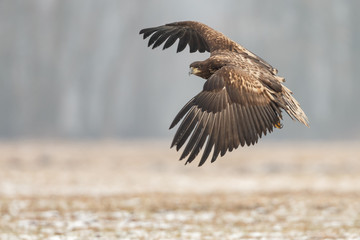 White tailed eagle 