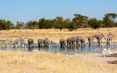 Naklejka na ściany i meble Herd of Zebra drinking at a waterhole