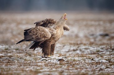White tailed eagle 