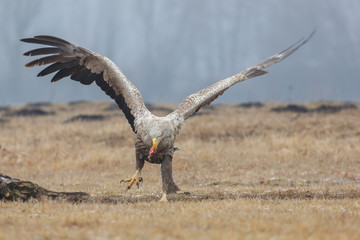 White tailed eagle 