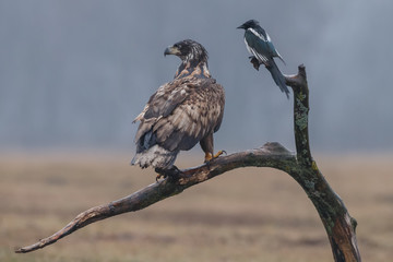 White tailed eagle 