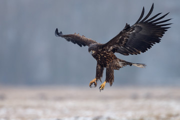 White tailed eagle 