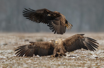 White tailed eagle 