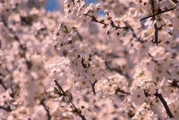 Plum flowers background