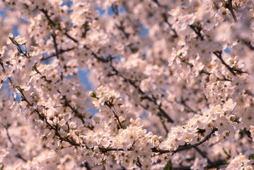 Plum flowers background_1