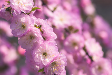Fototapeta premium Sakura blossom background_2