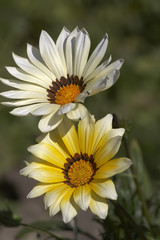 Obraz premium Rudbeckia