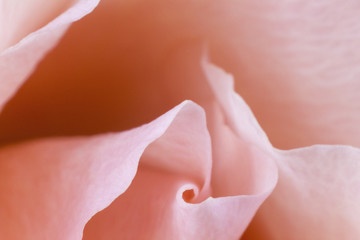 Orange rose petals