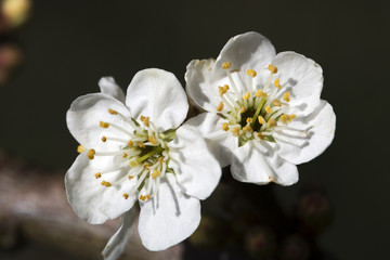 Two flowers of Blackthorn (Prunus spinosa), close-up
