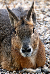 Fototapeta premium Patagonian mara ( Dolichotis patagonum)
