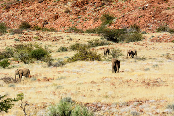 Fototapeta na wymiar Desert elephants in a safari landscape