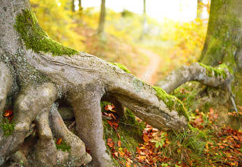 Selective focus of a root in autumn. Autumn forest scene with copy space.