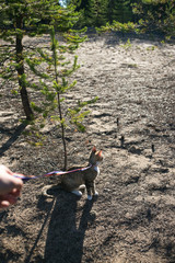 Ginger cat in natural surroundings hunting