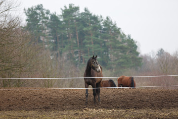 Horse on the meadow